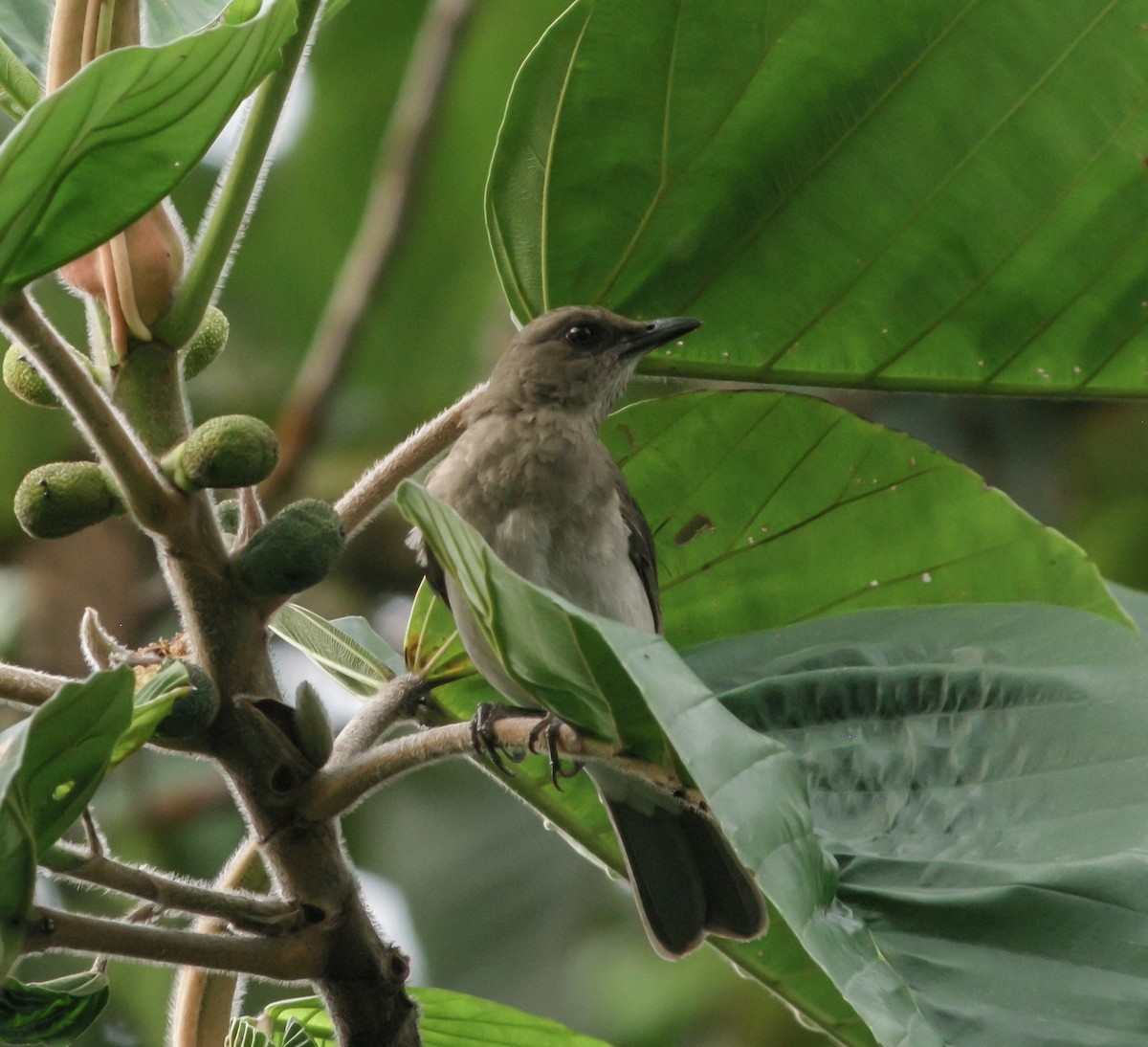Black-billed Thrush - ML647777484