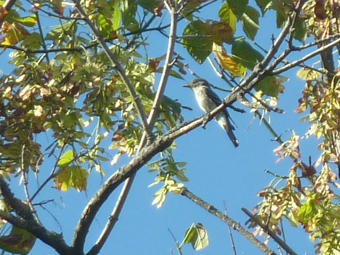 Eastern Wood-Pewee - ML647777505