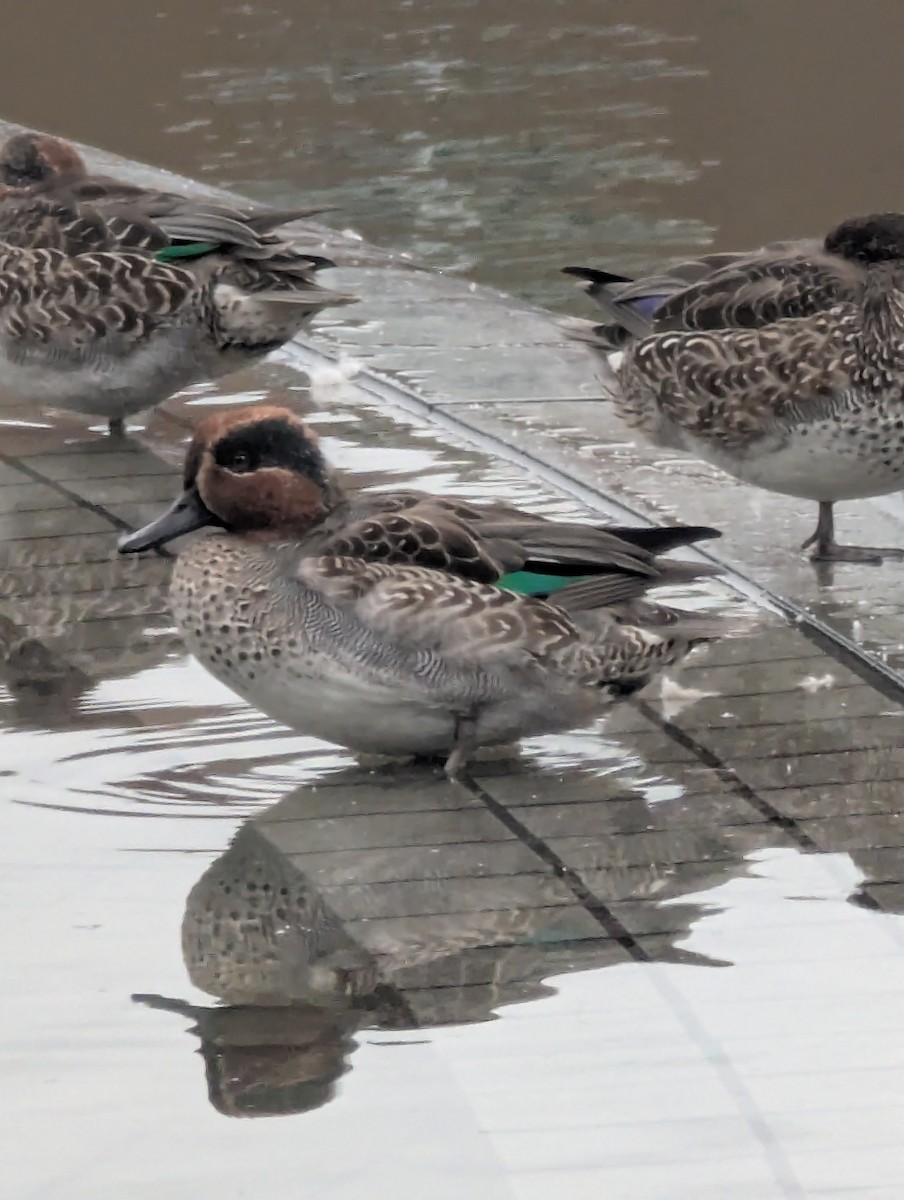 Чирянка мала - ML647777544