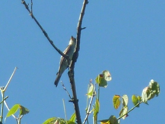 Eastern Wood-Pewee - ML647777547