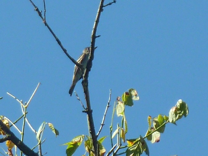 Eastern Wood-Pewee - ML647777548