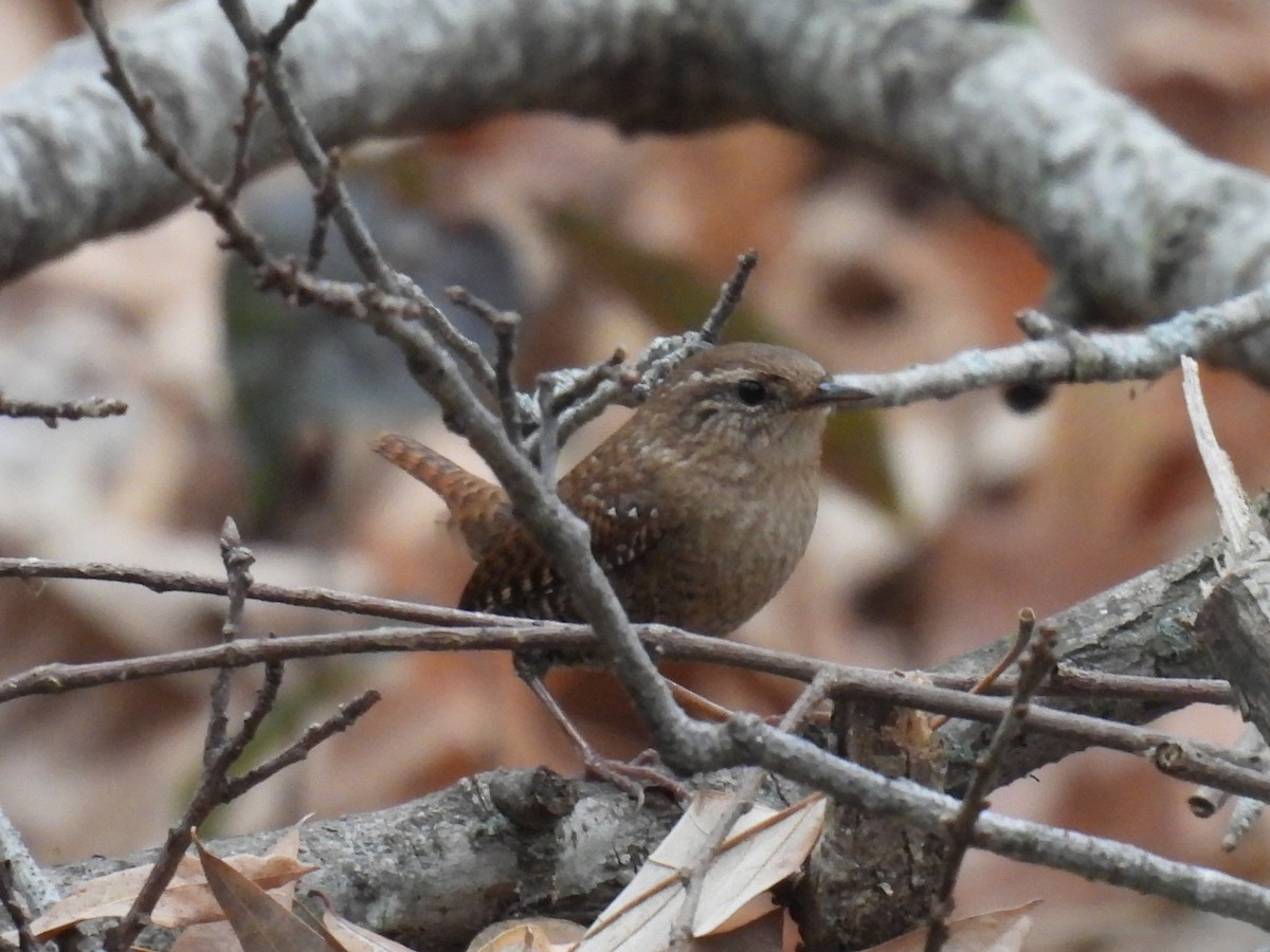 Winter Wren - ML647777560