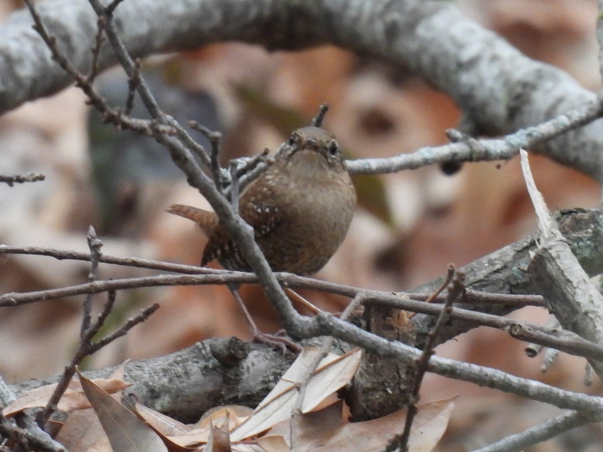 Winter Wren - ML647777561