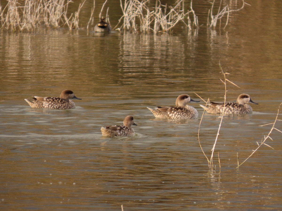 Marbled Duck - ML647777578
