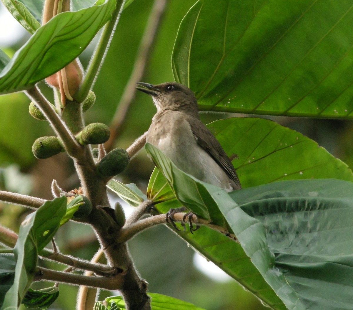 Black-billed Thrush - ML647777603
