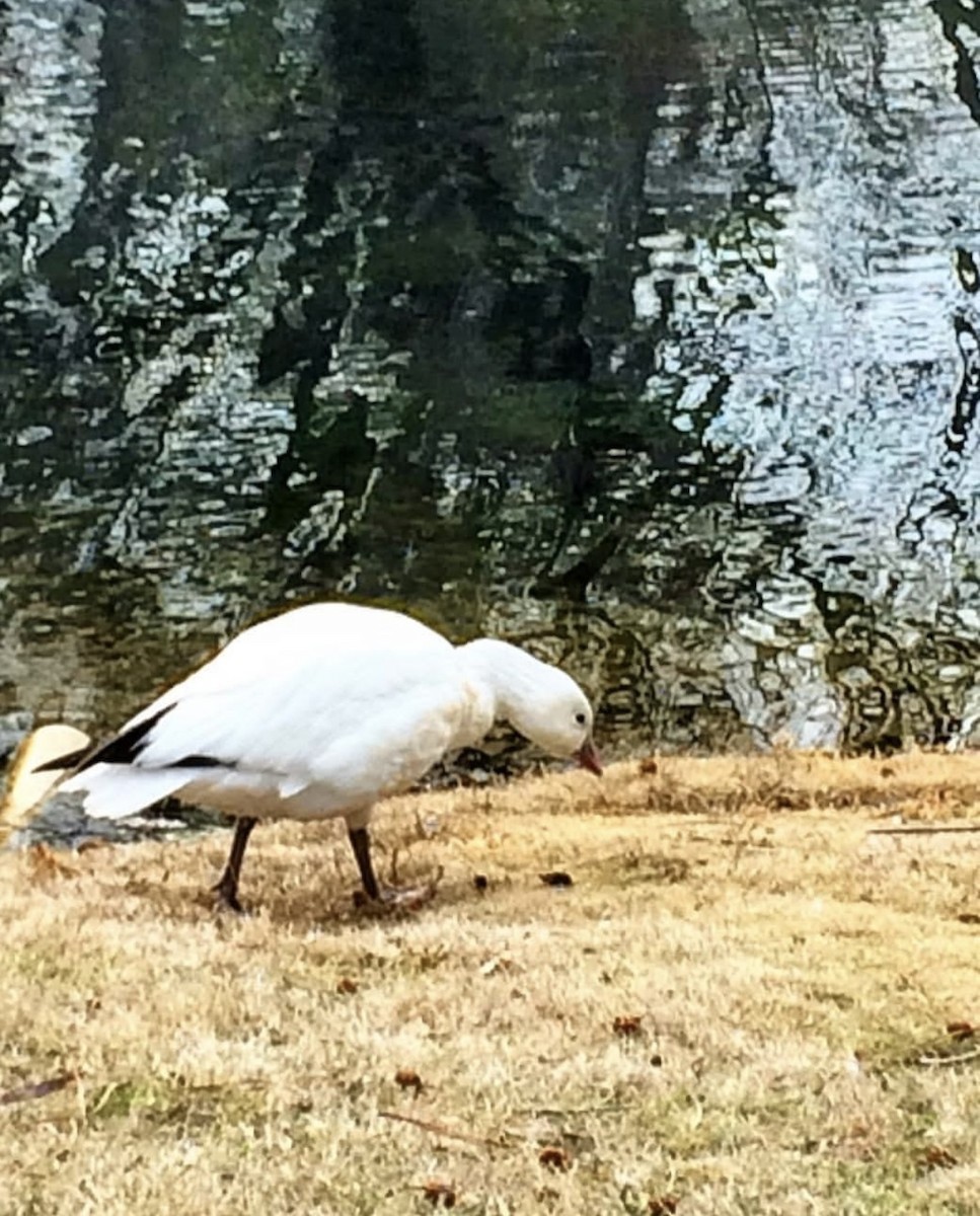 אווז קנדי - ML647777623