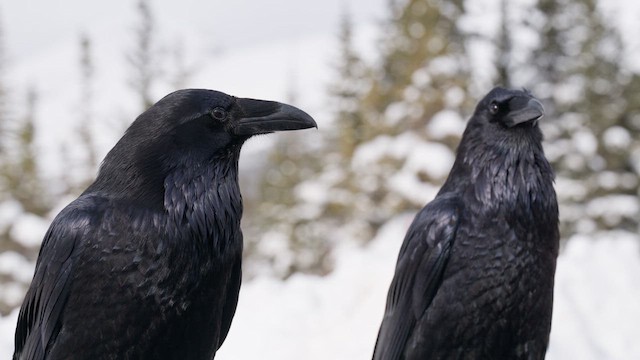 Common Raven - ML647777629