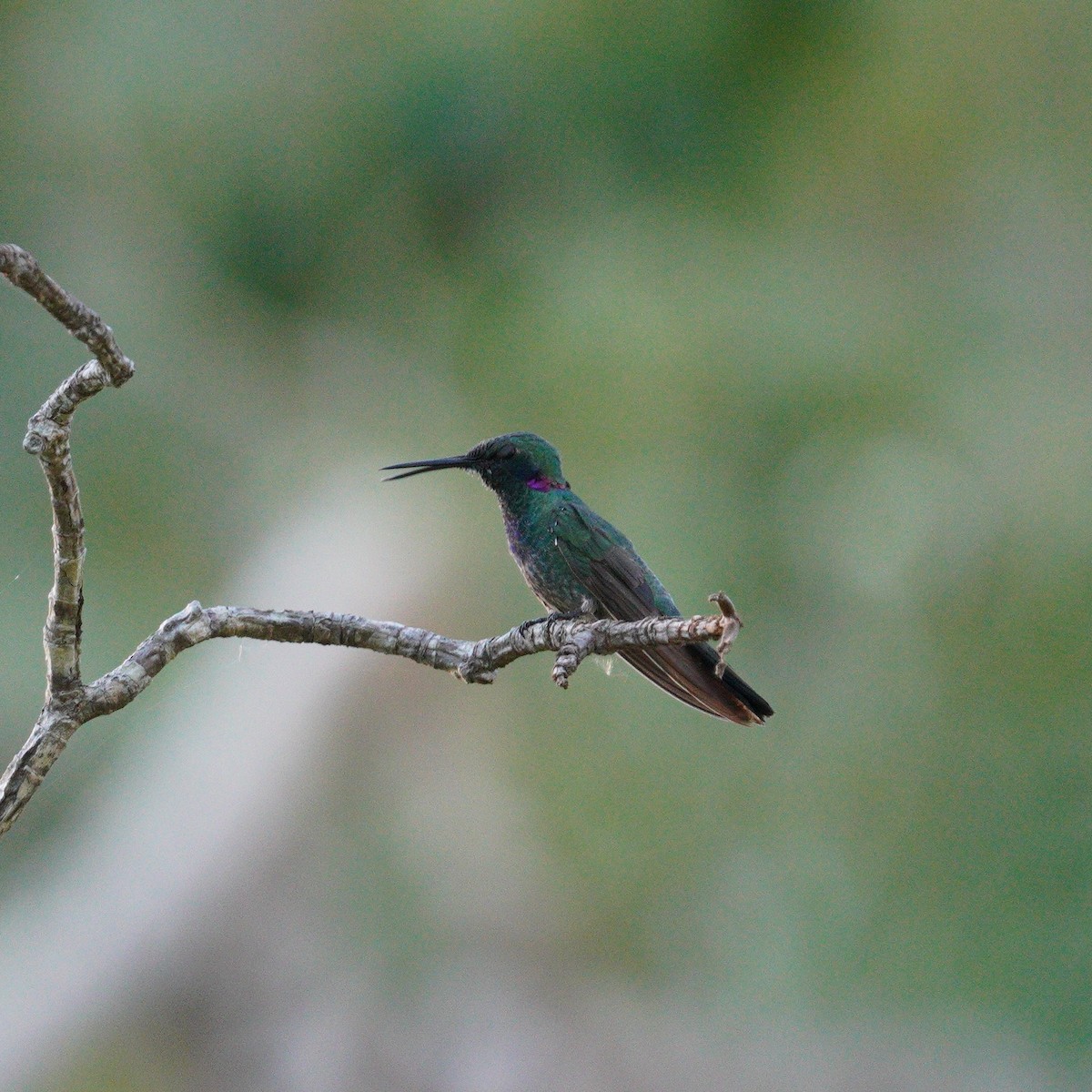 White-vented Violetear - ML647777644