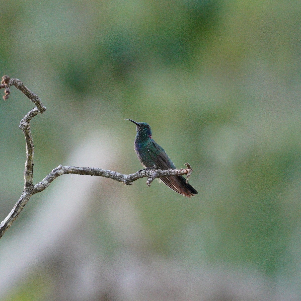 White-vented Violetear - ML647777645