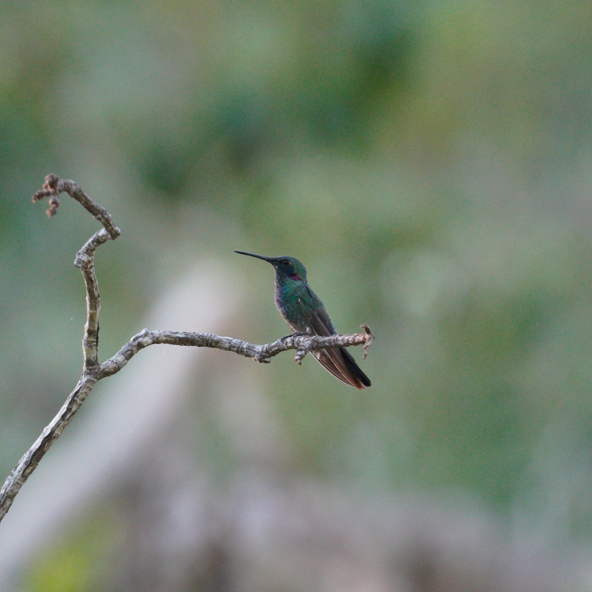 White-vented Violetear - ML647777650