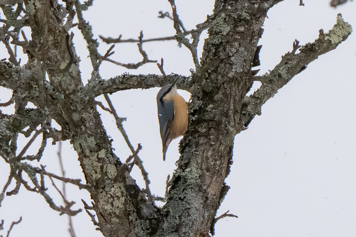 Garrapo eurasiarra - ML647777692