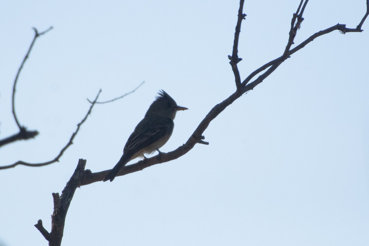 Greater Pewee (Mexican) - ML647777699