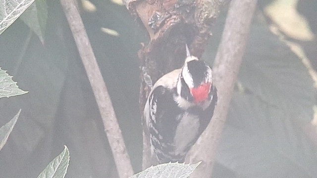 Downy Woodpecker - ML647777749