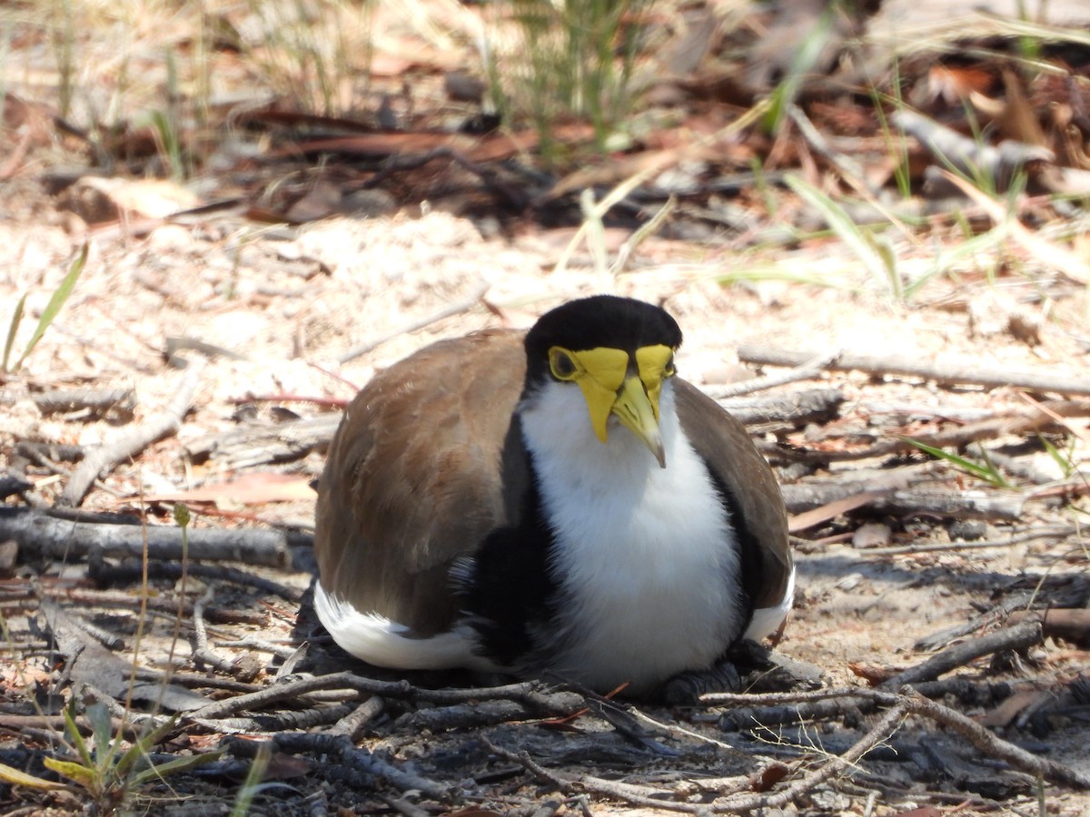 Hegabera maskaraduna - ML647777756