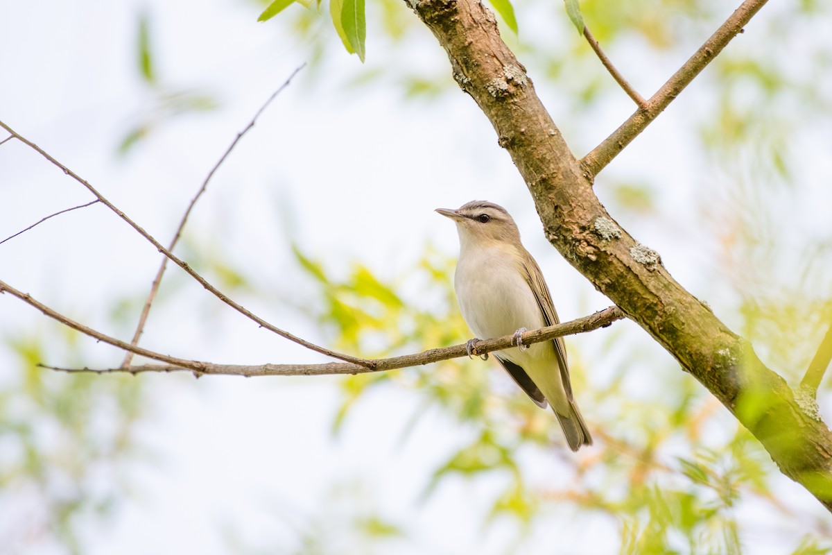 Красноглазый виреон - ML647777772