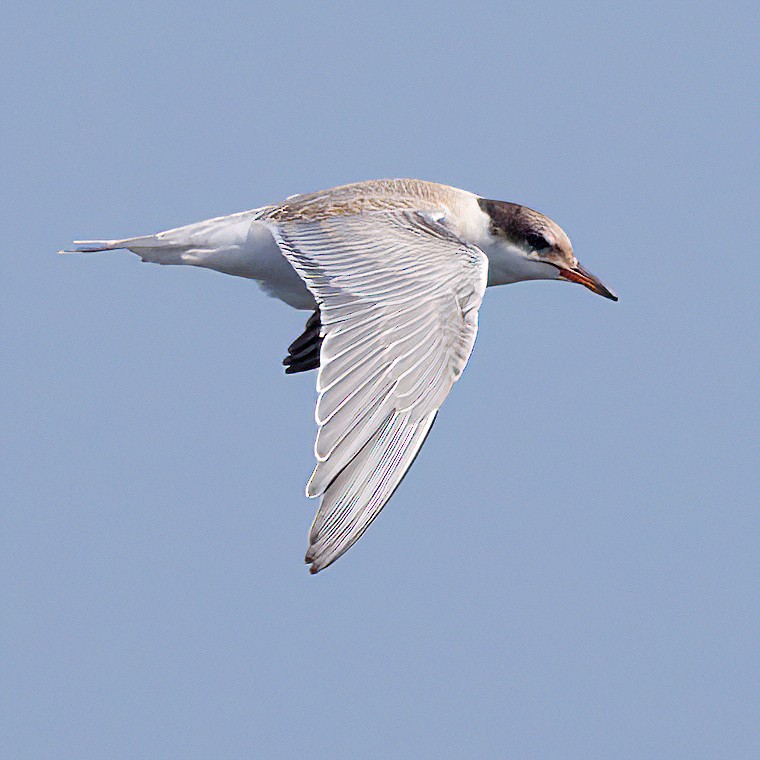 Sterna comune - ML647777774