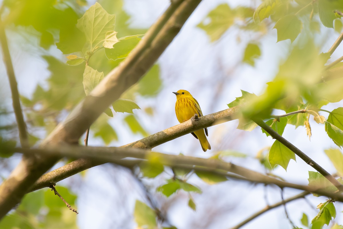 Northern Yellow Warbler - ML647777791