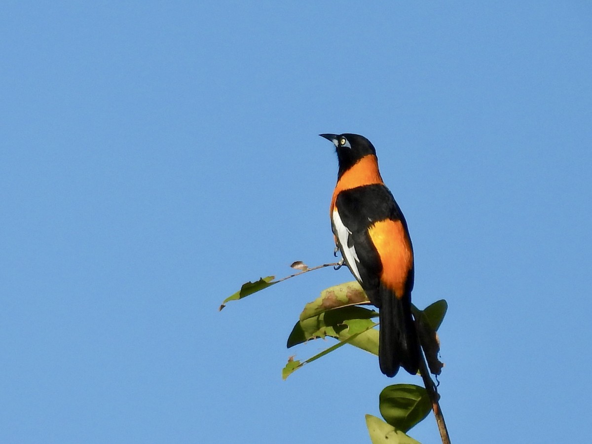 Venezuelan Troupial - ML647777814