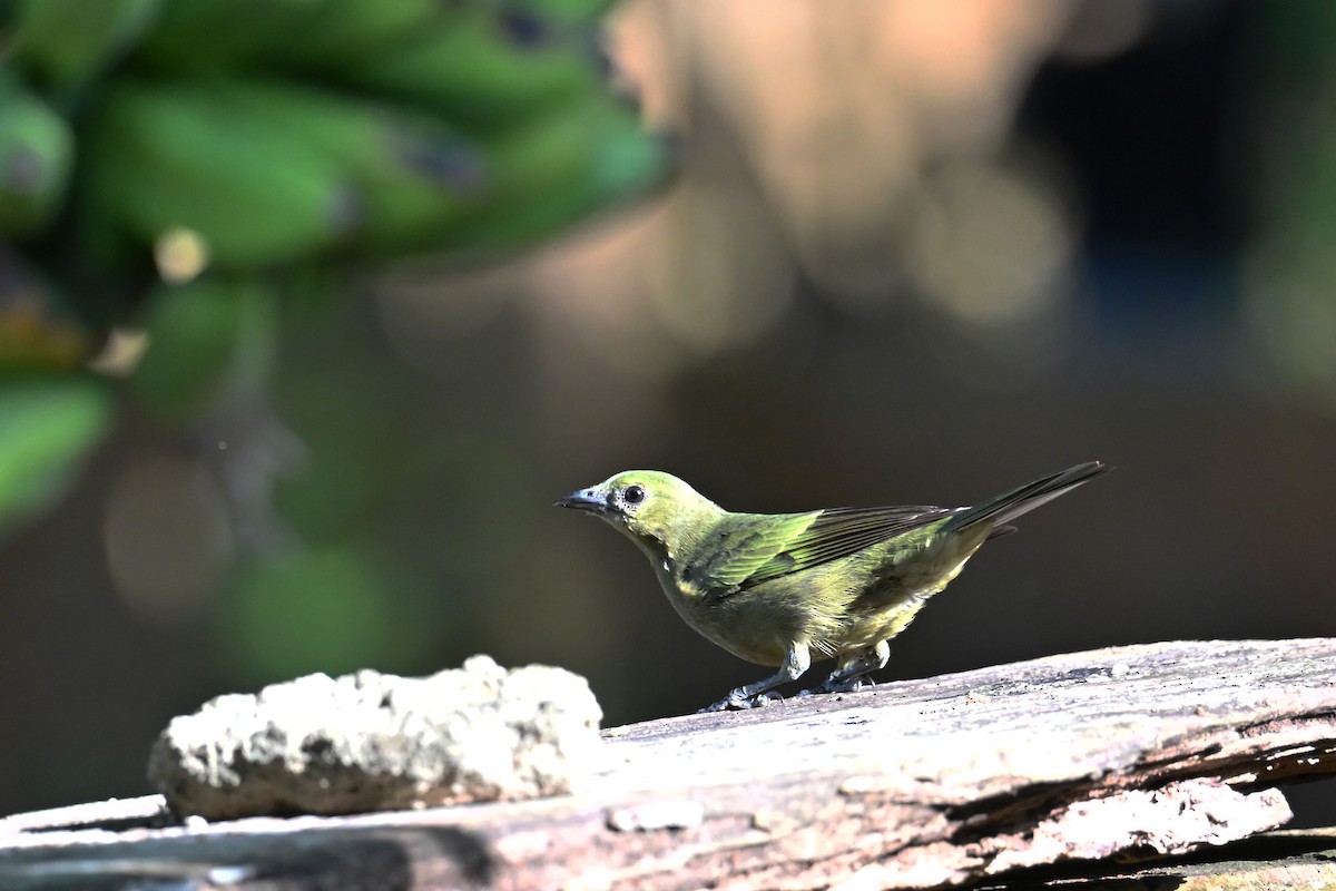 Palm Tanager - ML647777836