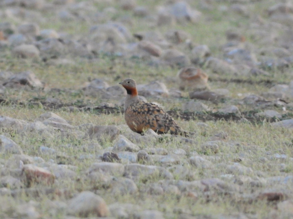 Black-bellied Sandgrouse - ML647777838