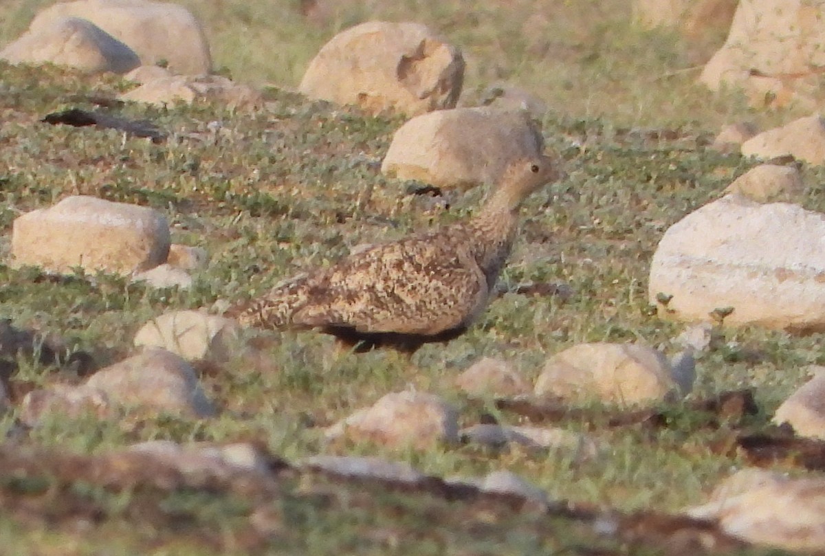 Black-bellied Sandgrouse - ML647777843