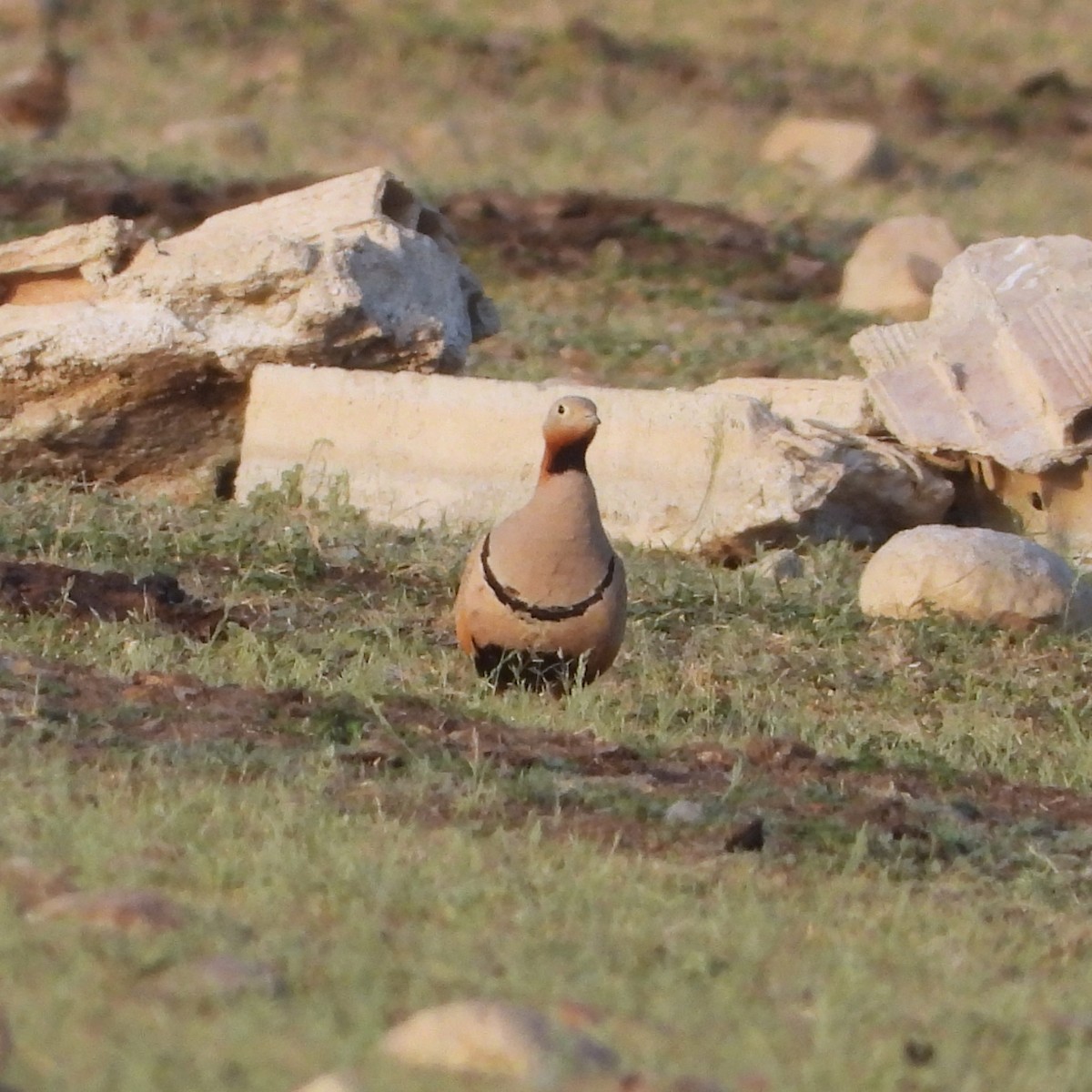 Black-bellied Sandgrouse - ML647777844
