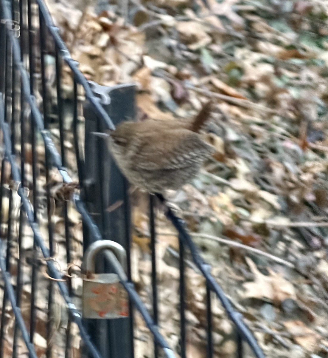 Winter Wren - ML647777845