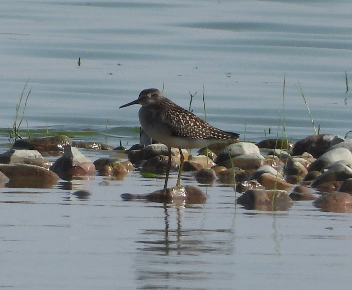 タカブシギ - ML647777850