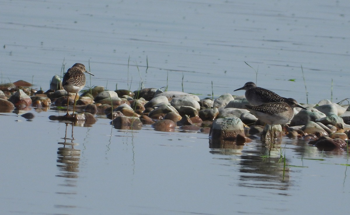 タカブシギ - ML647777851