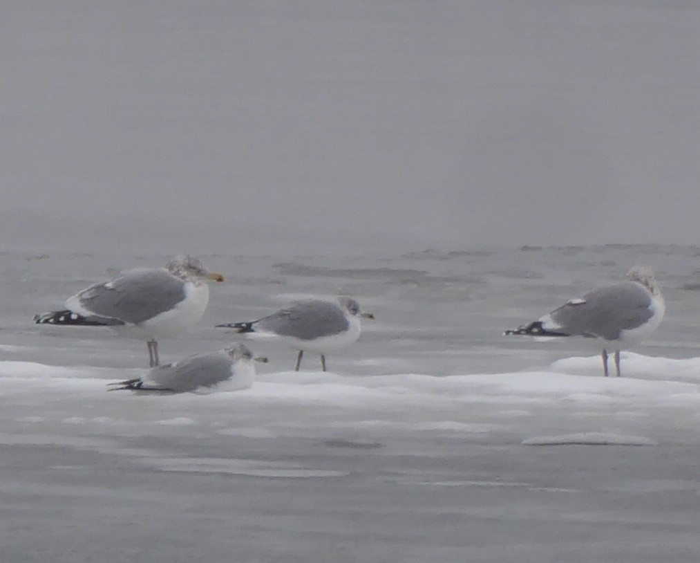 Gavina americana - ML647777853