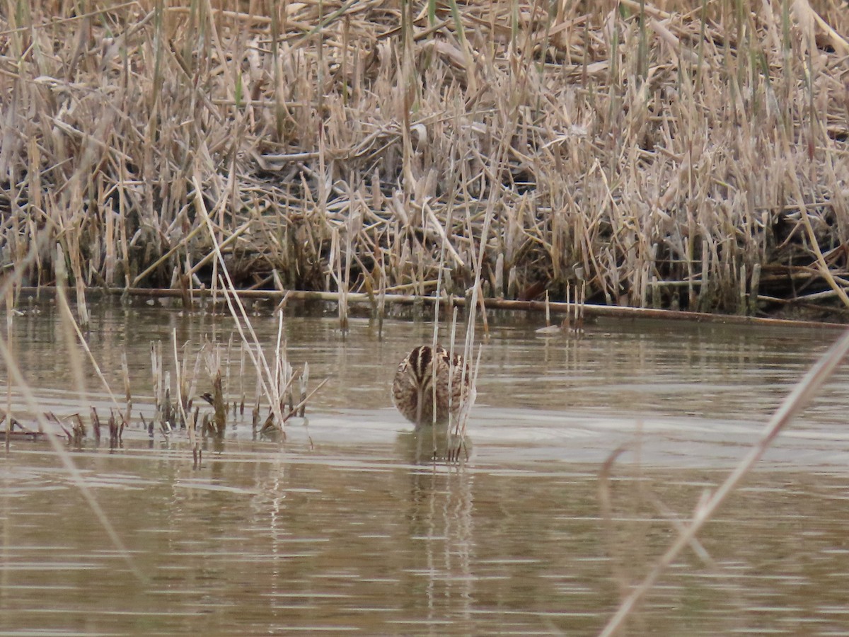 Agachadiza Común - ML647777855