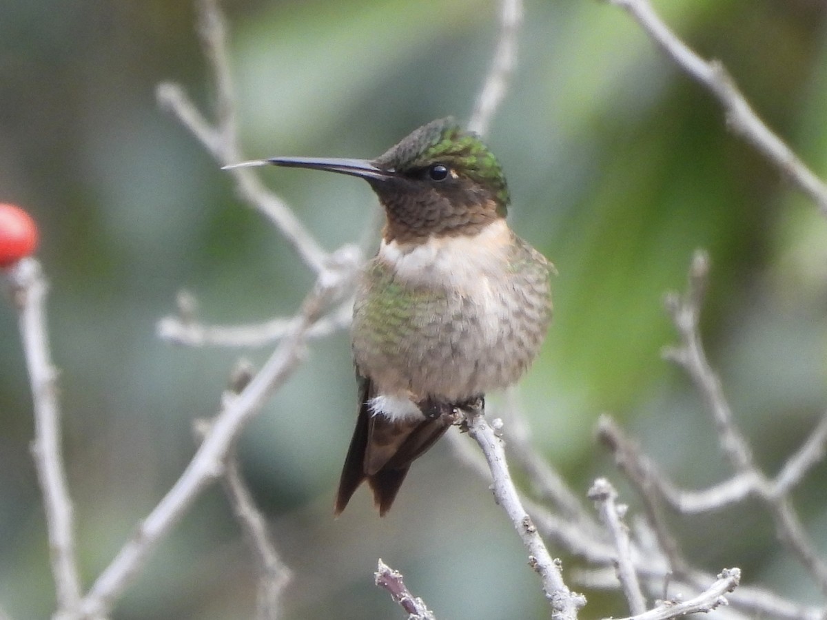Ruby-throated Hummingbird - ML647777874