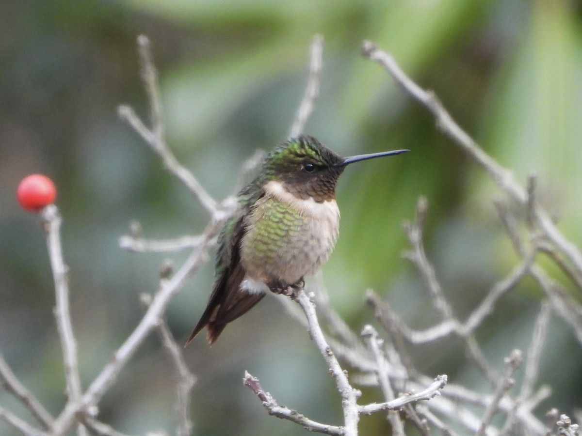 Ruby-throated Hummingbird - ML647777875