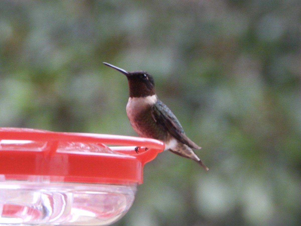 Ruby-throated Hummingbird - ML647777877