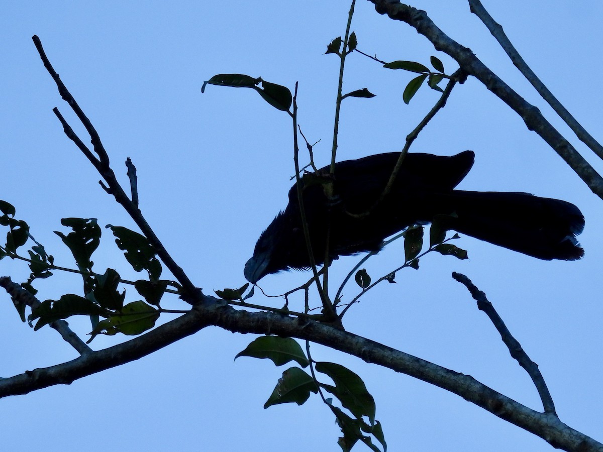 glattnebbani - ML647777882