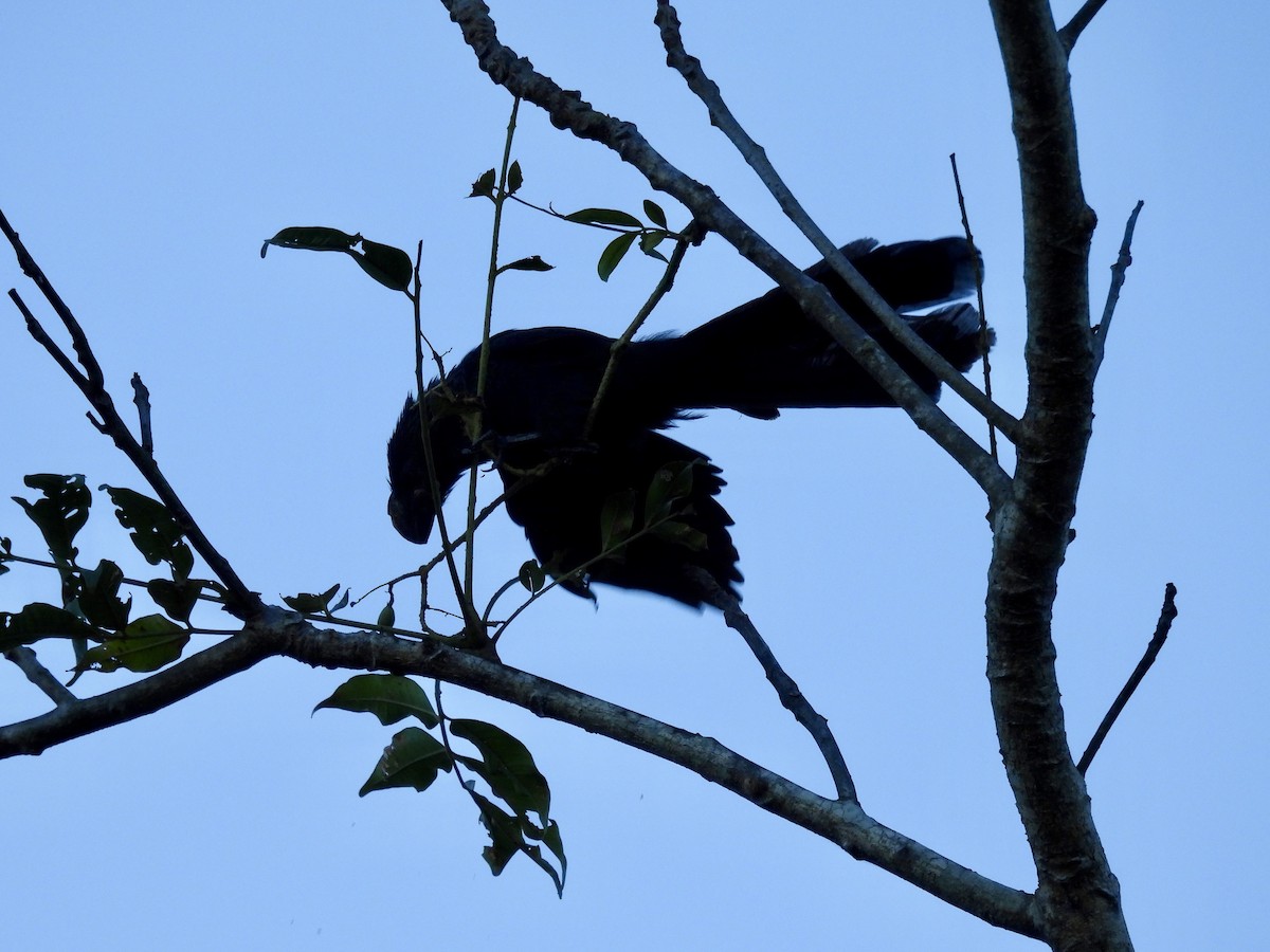 glattnebbani - ML647777883