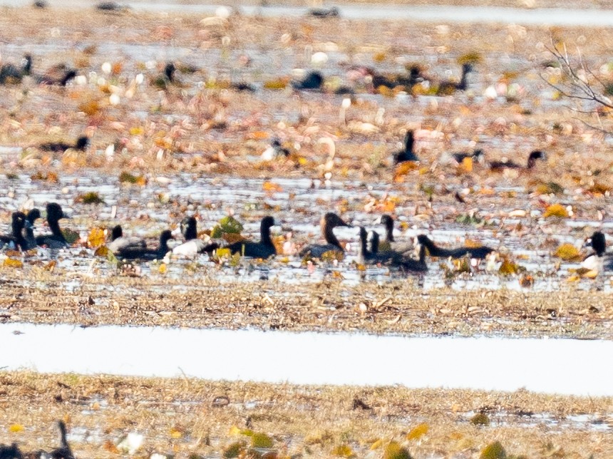 Murgilari bizkarzuria - ML647777912