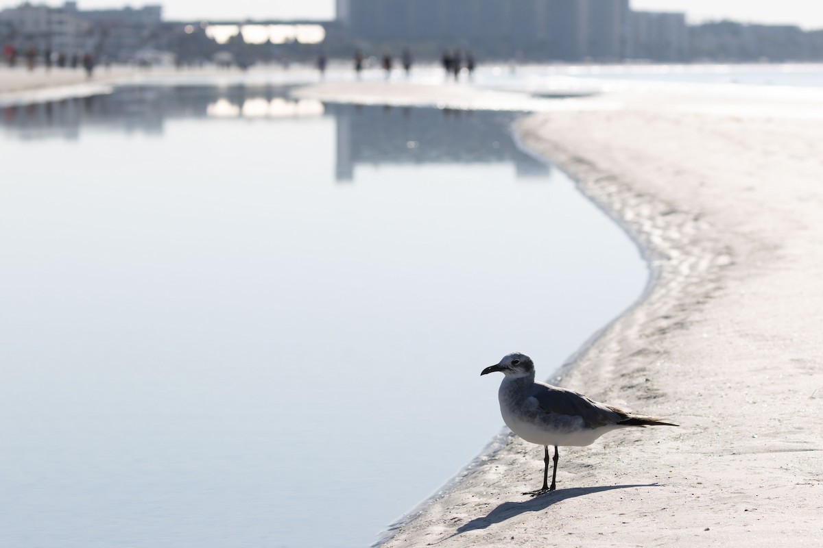 ワライカモメ - ML647777934