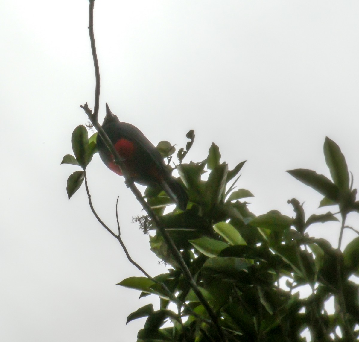 Red-bellied Grackle - ML647777935