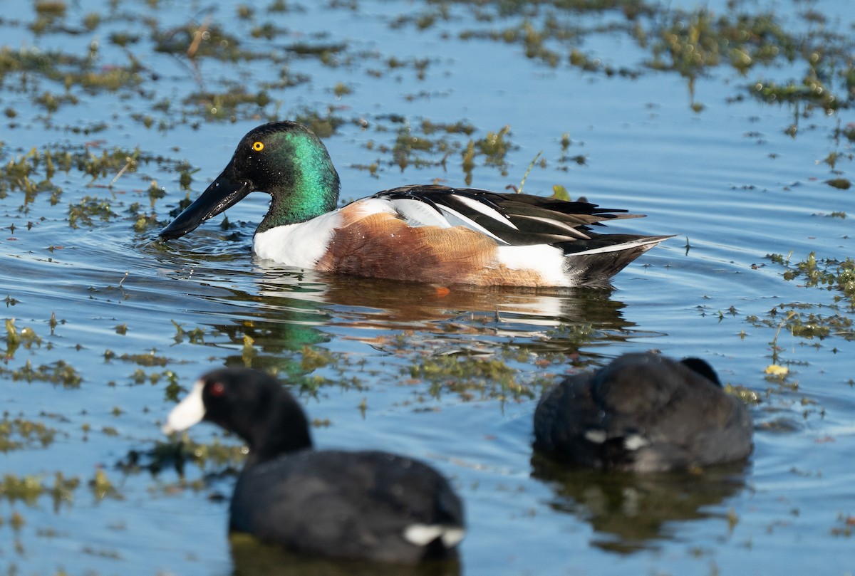 Cuchara Común - ML647777940