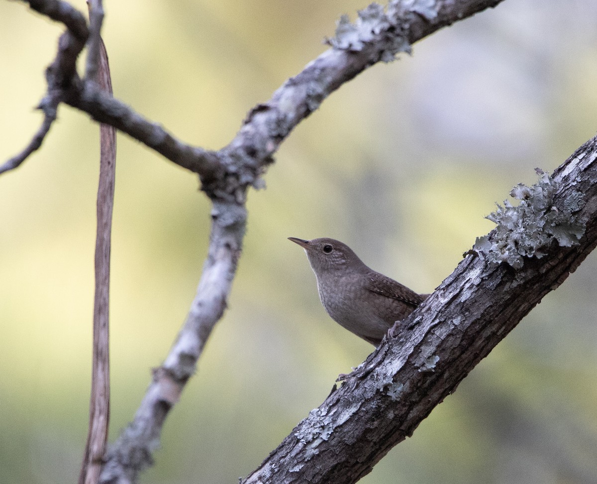 Northern House Wren - ML647777950