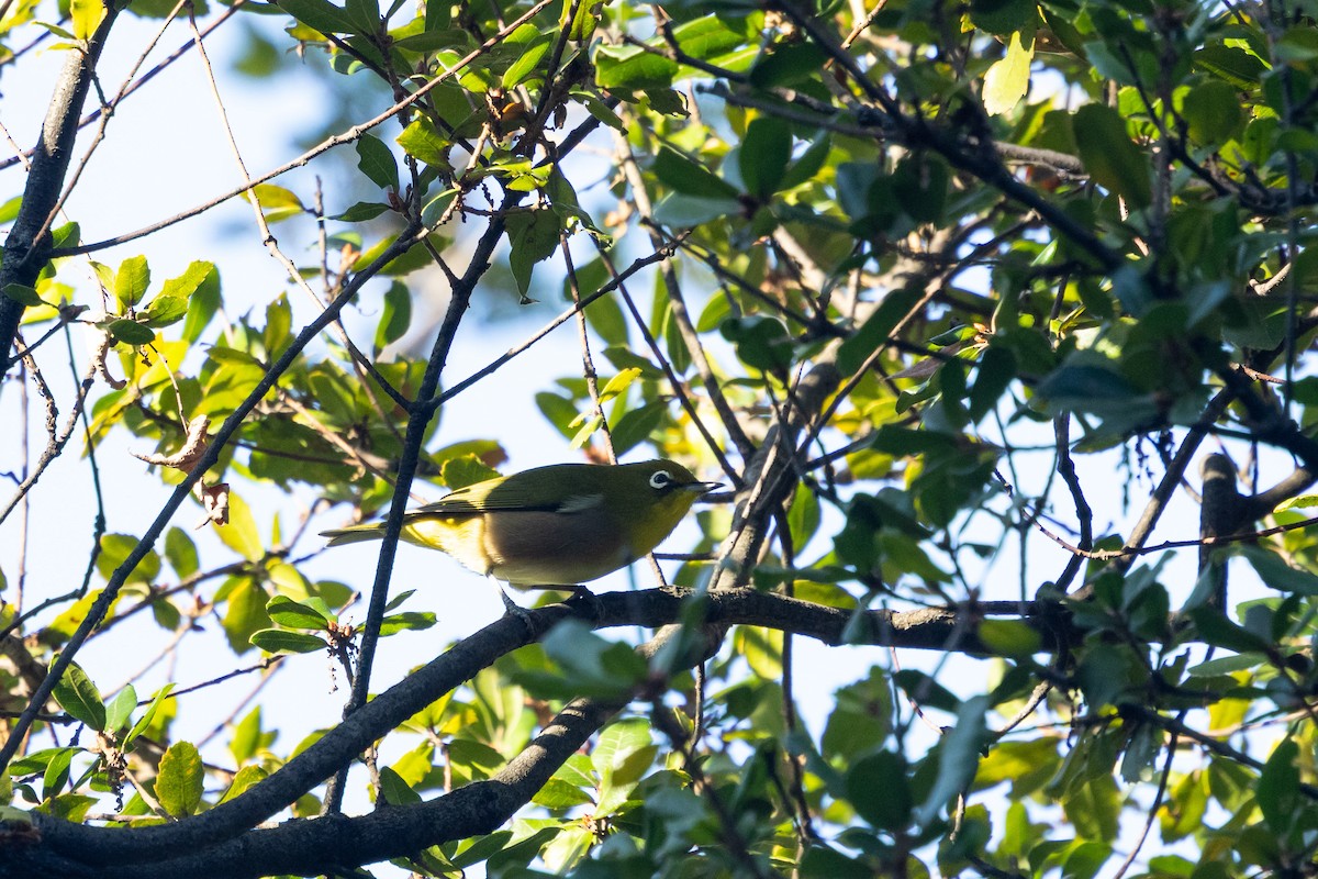 Окулярник японський - ML647777951