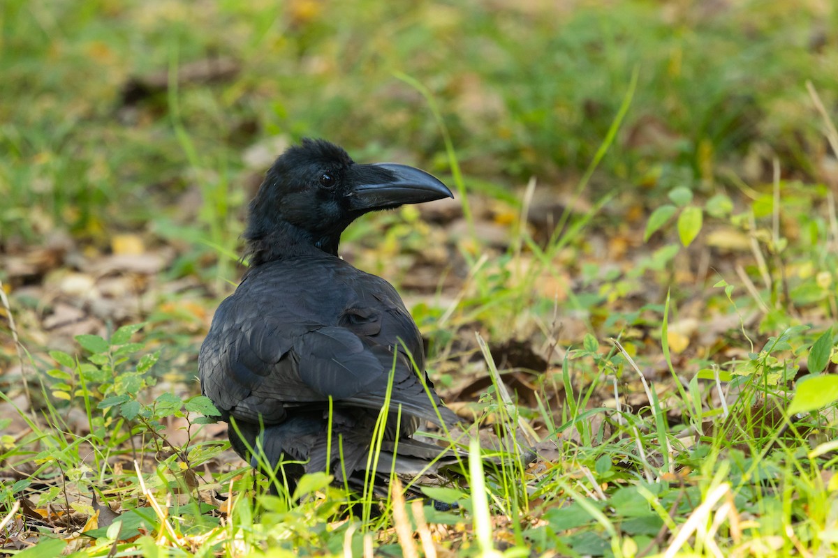 Ворона великодзьоба [група macrorhynchos] - ML647777960