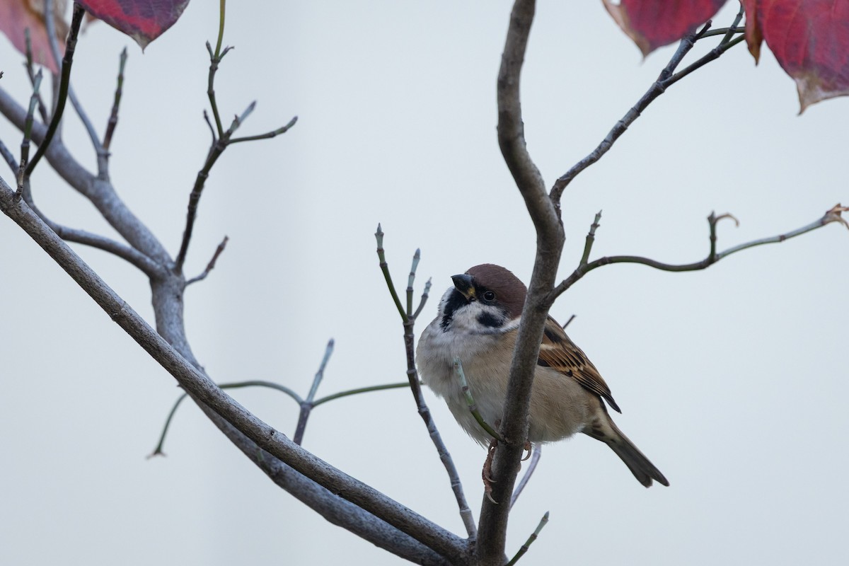 Горобець польовий - ML647778027