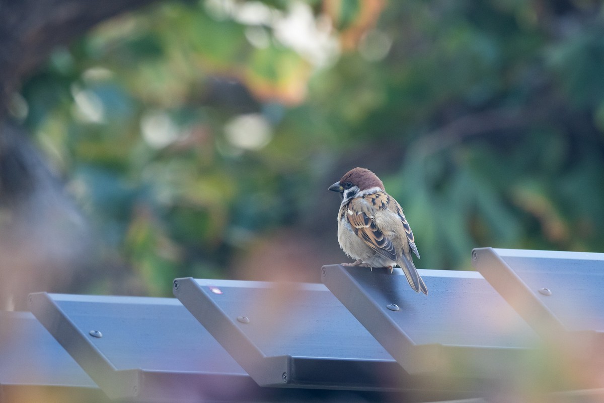 Горобець польовий - ML647778028