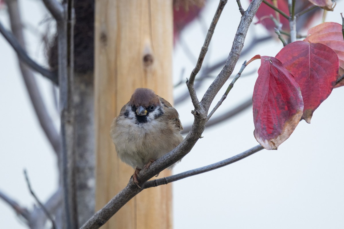 Горобець польовий - ML647778029