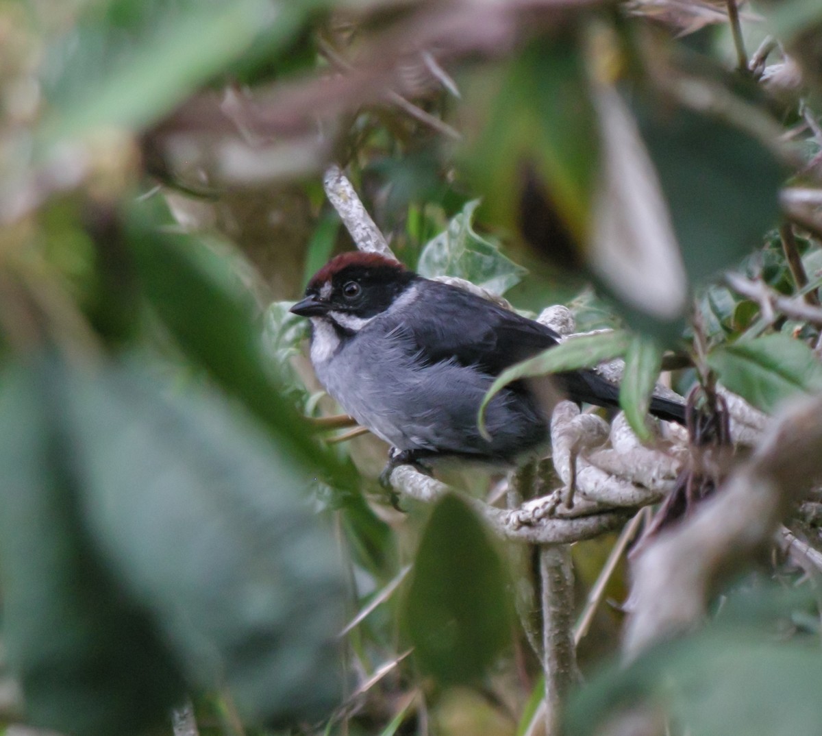 Northern Slaty Brushfinch - ML647778082