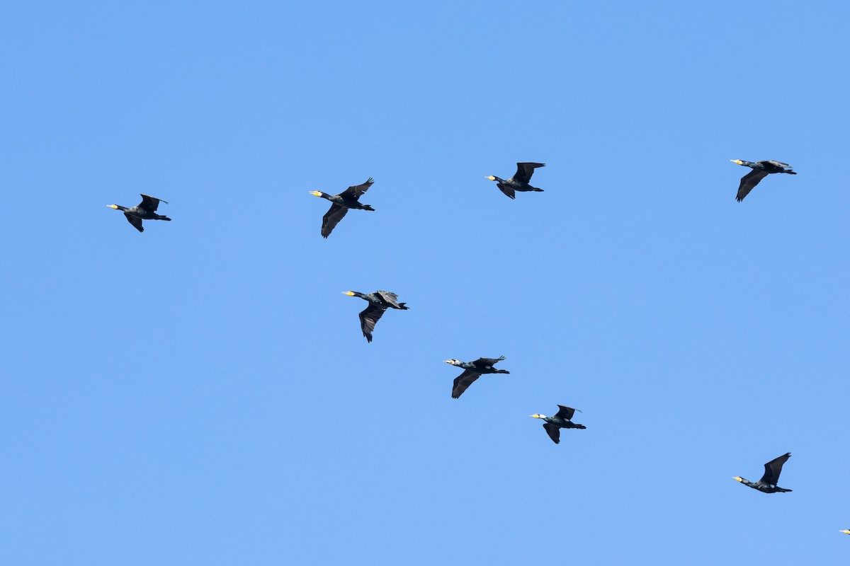 Баклан великий (підвид sinensis/hanedae) - ML647778087