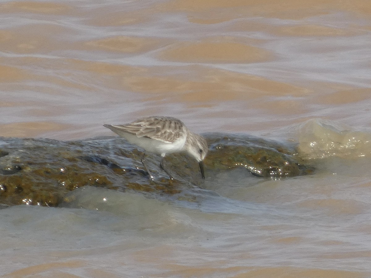 Little Stint - ML647778090