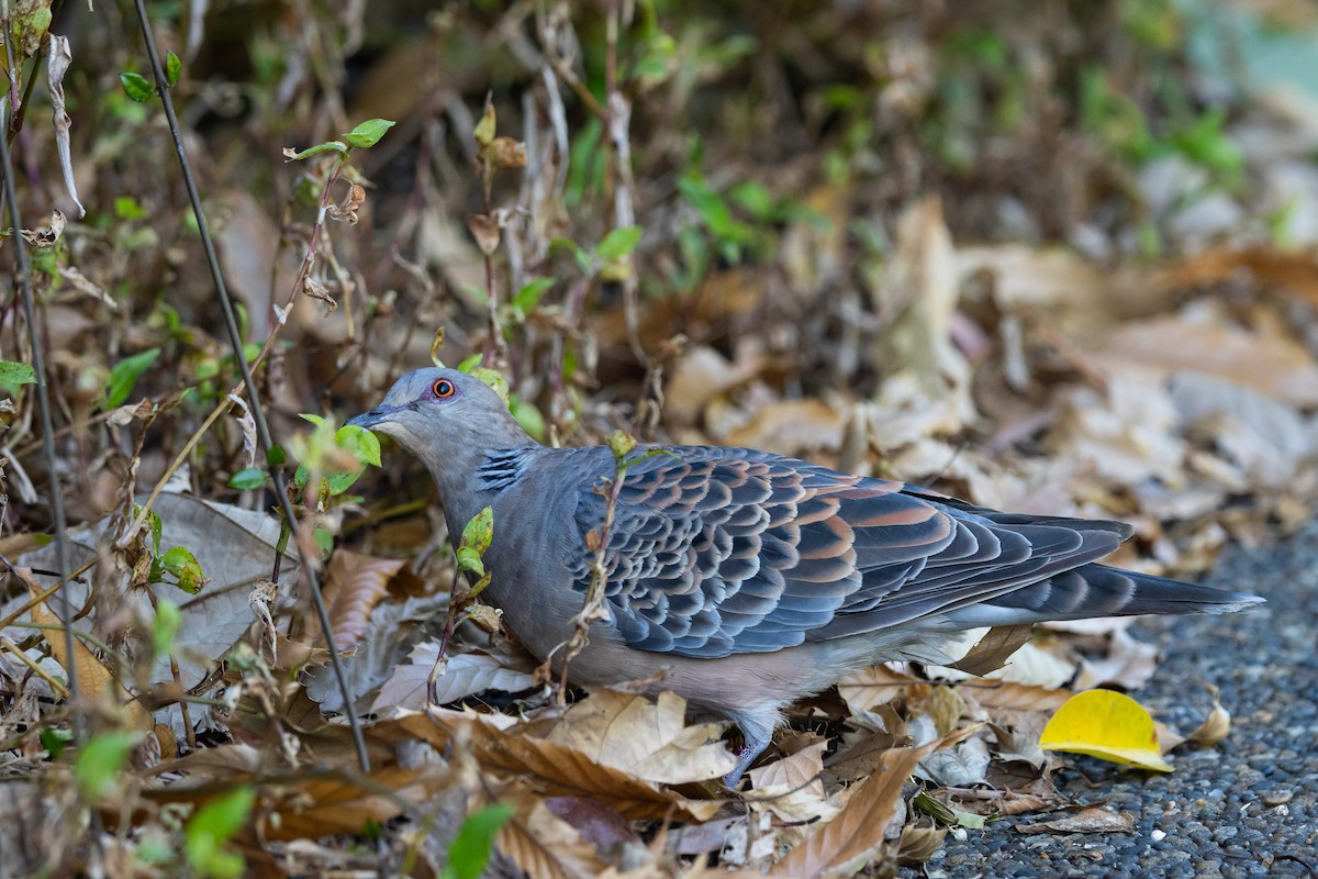 Горлиця велика - ML647778092